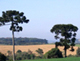 guarapuava