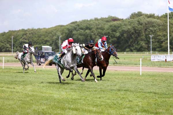 horses in action