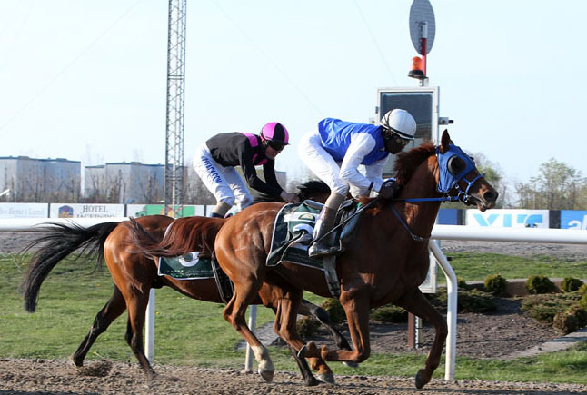 cavalos em corrida