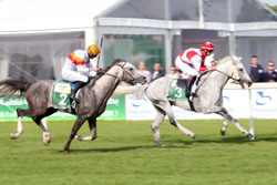 Second leg of Sheikh Zayed Cup European Triple Crown in Duindigt on June 28